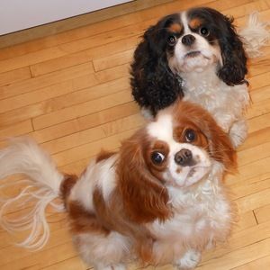 Meet your Posher, Sally